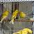 Cages 3 thumbnail
