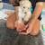 Golden doodle puppy 3 thumbnail