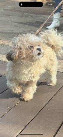 Free shitzu (Indian wells)63686534359937124