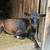 Nigerian dwarf  goats 7 thumbnail