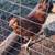38 hens, 1 young rooster all for $300 2 thumbnail