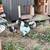 Easter Egger Roosters 1 thumbnail