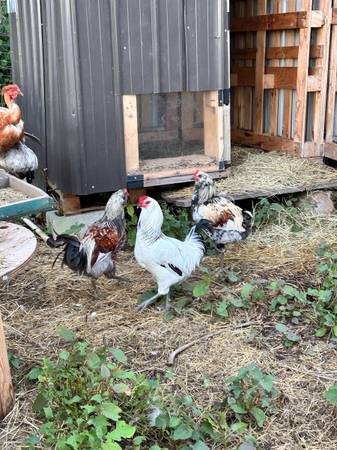 Easter Egger Roosters 1