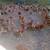 Gallinas ponedoras/ laying hens 2 thumbnail