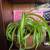 House plants 1 thumbnail