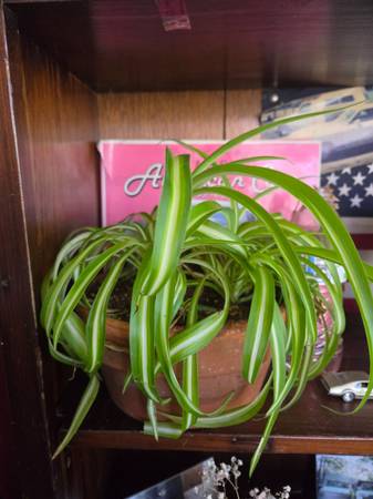 House plants 1