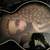 Epiphone Adam Jones Veil of Bees 2 thumbnail