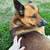 Belgium Malinois x Austrailian Shepard 4 thumbnail