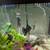 Aquariums/Fish Tanks 6 thumbnail