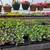 Seedlings 7 thumbnail