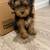Yorkie female for sale 3 thumbnail