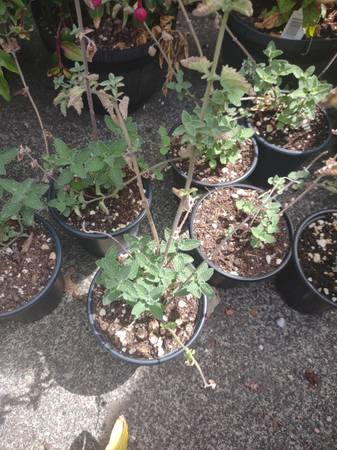 Plantas de menta gatuna y cebollas caminantes - $2 (Tumwater)63470094076803121