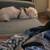 Maltipoo 4 thumbnail