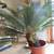 Palm Plant/Tree 4 thumbnail
