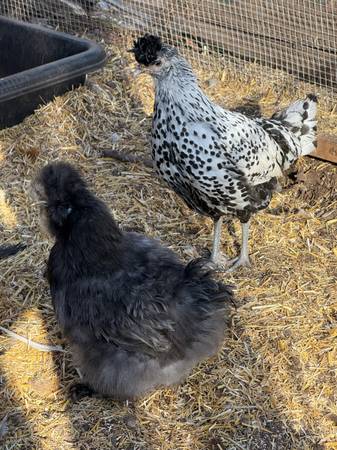 Appenzeller Spitzhauben and Blue silkie pullets 1
