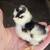 Silkie Chicks 10 thumbnail