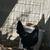 Gamefowl hen 3 thumbnail