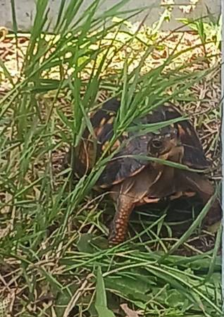 MISSING BOX TURTLE 1