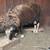 Sheeps 3 thumbnail