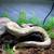 Ball pythons 1 thumbnail