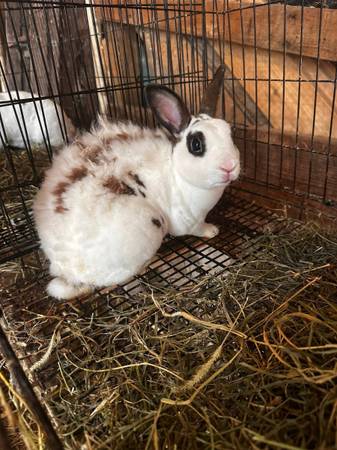 Mini rex bunnies (Bloomington)63664515563265121