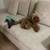 $63.00 / Night Dog Boarding - Cozy Care for Small & Teacup Dogs💖 3 thumbnail
