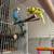 Baby parakeets 4 thumbnail