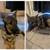 2 Sweet Doggies Need New Loving Home 1 thumbnail