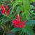 Last 3 Plants! Edible Salvia Elegans Hot Red Pineapple-Scented Sage1g. 4 thumbnail