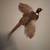 Taxidermy Ringneck Pheasant Mounts 1 thumbnail