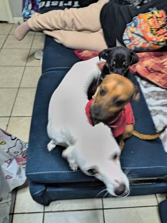 Chihuahua dulce gratis (ciudad de Texas)63386726655873120