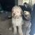 Aussiedoodle 3 thumbnail