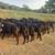 Black Angus Heifers - SOLD 5 thumbnail