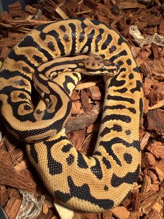 Leopard ball python M 1