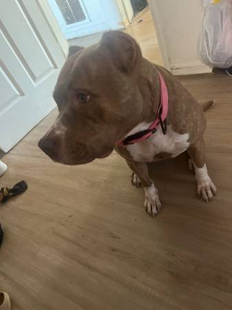 Pitbull 1
