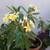 59" TALL LIVE YELLOW PLUMERIA POTTED TREE 4 thumbnail