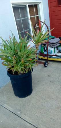 Plantas: Aloe grande, lilas, árboles de secuoya, suculentas y más... Barato - 2 $ (ciudad Redwood)63470081413761121
