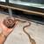 Amazon Tree Boa snake 8 thumbnail