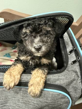 Toy poodle (Lucedale)63920390417538120