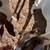 Boer goats 5 thumbnail