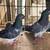 Pigeon sell 4 thumbnail