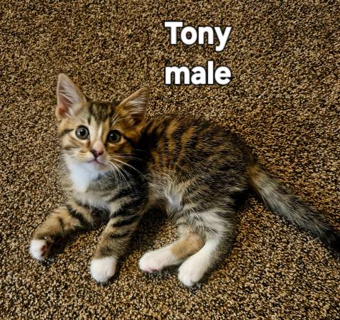 Bottle fed kittens (East Brighton)63963640365698124