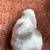Holland Lop Bunny Rabbit 4 thumbnail