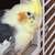 COCKATIELS FOR SALE 1 thumbnail