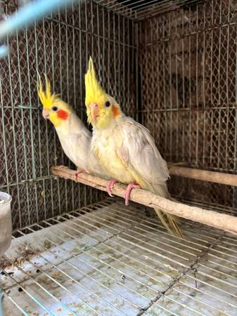 Pareja de cacatuas 1