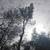 Amigos Tree services LLC 3 thumbnail