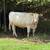 Bred cows 16 thumbnail