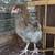 Isbar silverudd pullets, olive egger cochin pullets 2 thumbnail