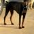 Doberman Puppies 1 thumbnail
