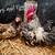 12 Puerto Rican Bantam Kikiriki Eggs for Hatching 18 thumbnail